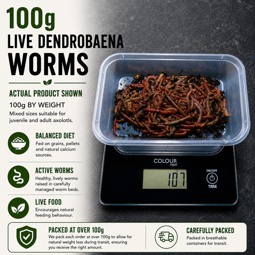 100g Live Dendrobaena Worms | Natural Axolotl Food