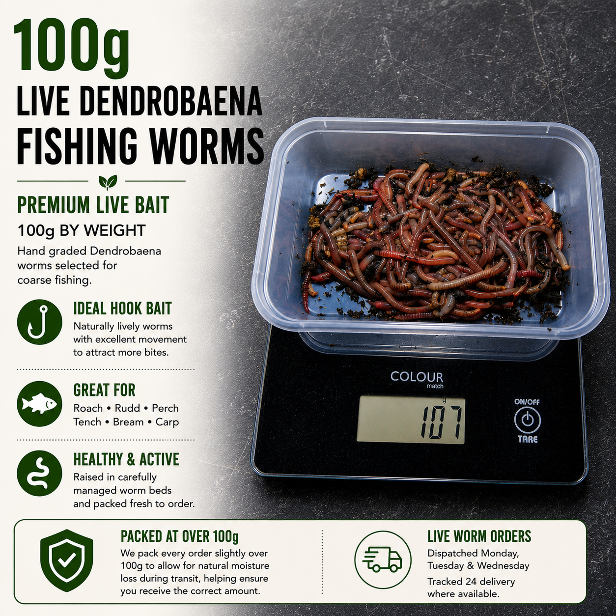 100g Live Dendrobaena Worms | Fresh Fishing Bait for Carp & Coarse Fishing