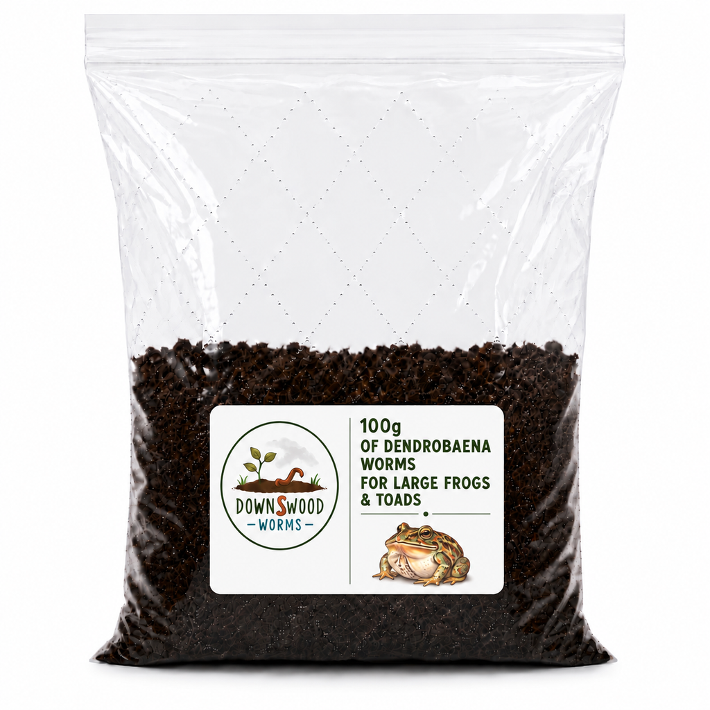 100g Live Dendrobaena Worms | Large Frog and Toad Food