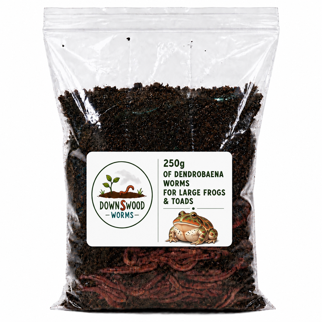 250g Live Dendrobaena Worms | Large Frog and Toad Food