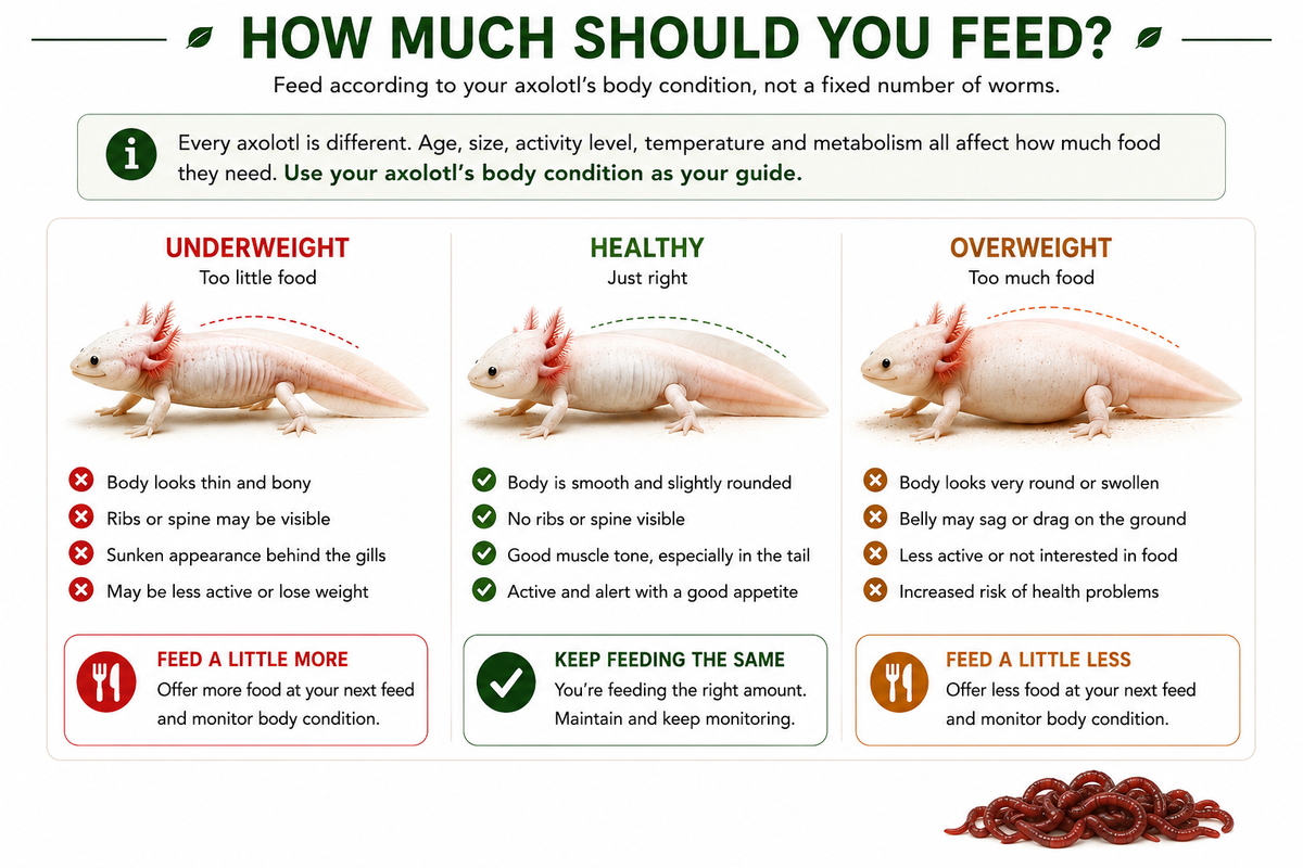 An informational infographic titled 'HOW MUCH SHOULD YOU FEED?' with three columns comparing underweight, healthy, and overweight axolotl body conditions. The graphic includes small photos of axolotls, bullet points about feeding based on body condition, and a small pile of red food at the bottom.
