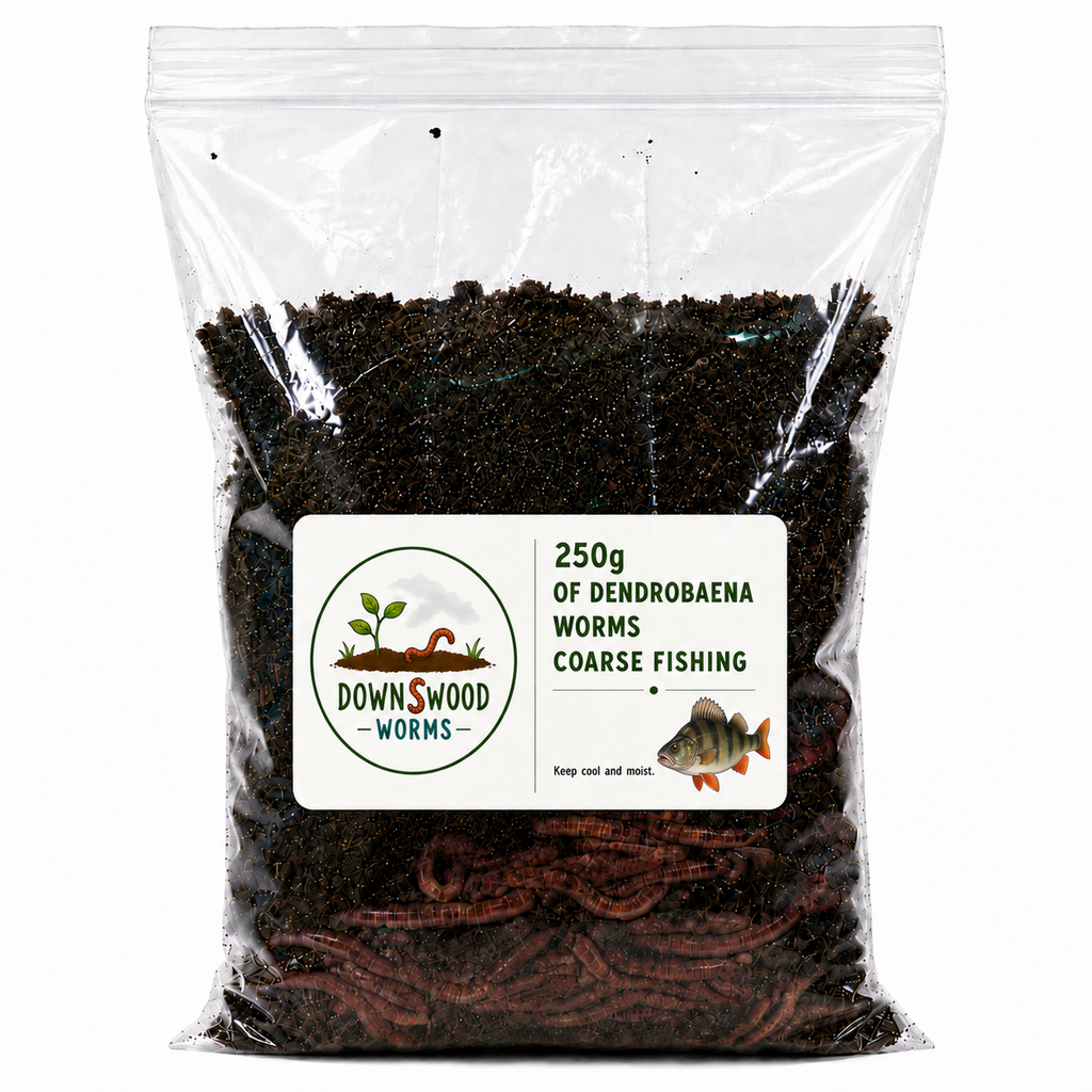 A clear plastic bag filled with dark brown coarse worm castings, featuring a white label on the front with the brand 'Downswood Worms' and text reading '250g of Dendrobaena Worms Coarse Fishing'.
