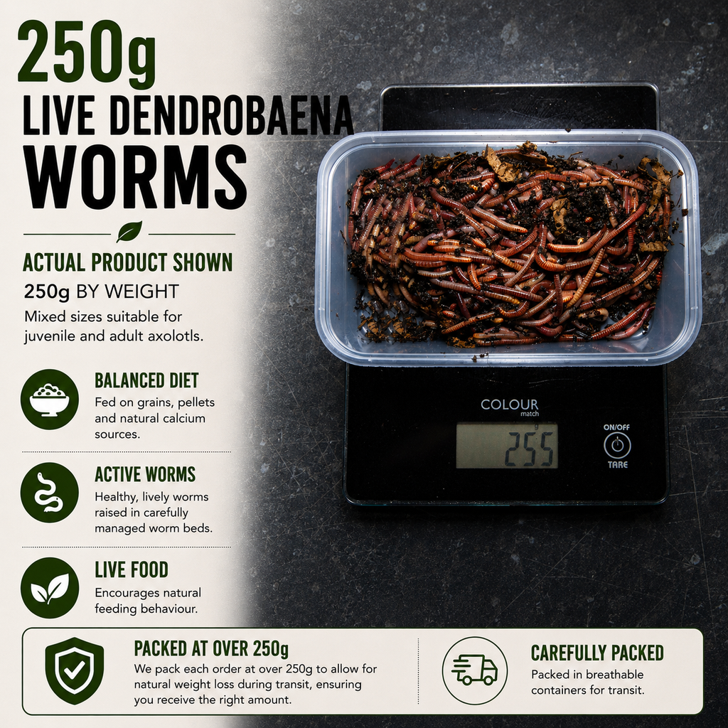 250g Live Dendrobaena Worms | Small Frog and Toad Food