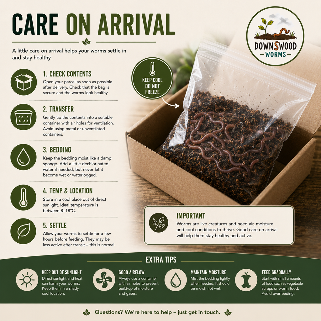 100g Live Dendrobaena Worms - Axolotl Food – Natural Live Food for Amphibians and Exotic Pets