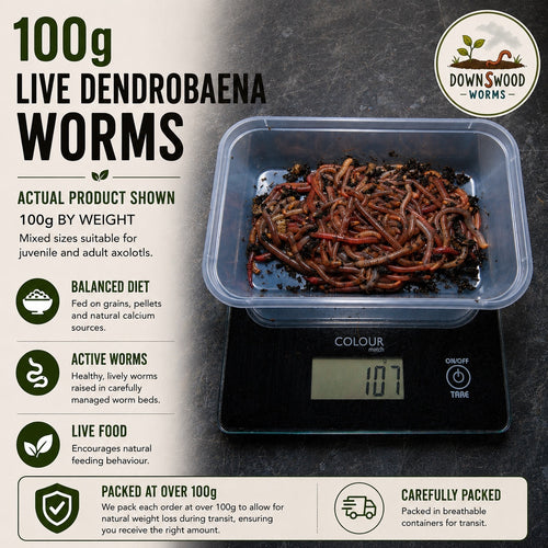 100g Live Dendrobaena Worms - Axolotl Food – Natural Live Food for Amphibians and Exotic Pets